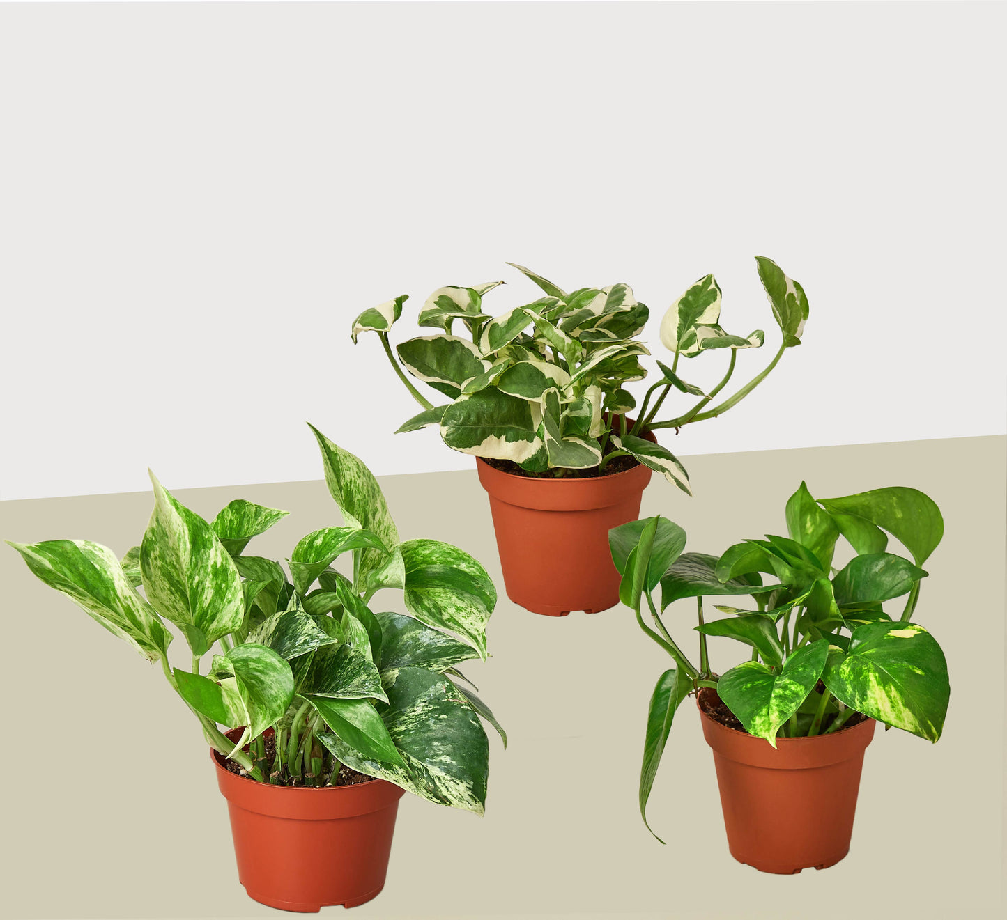 Pothos Variety 3 Pack