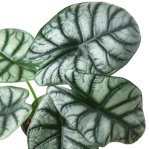 Silver Dragon Alocasia