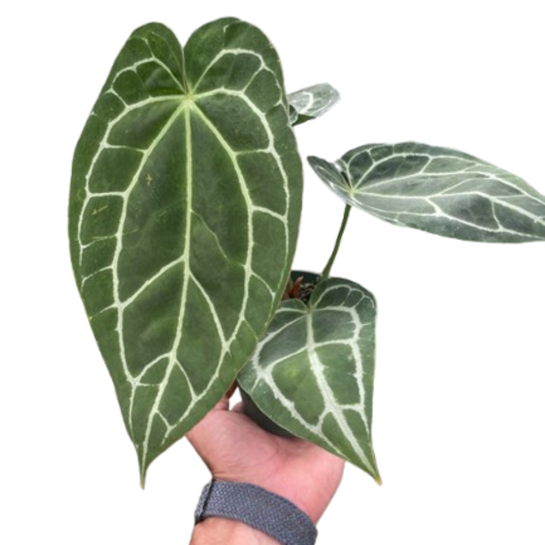 Crystallinum Anthurium