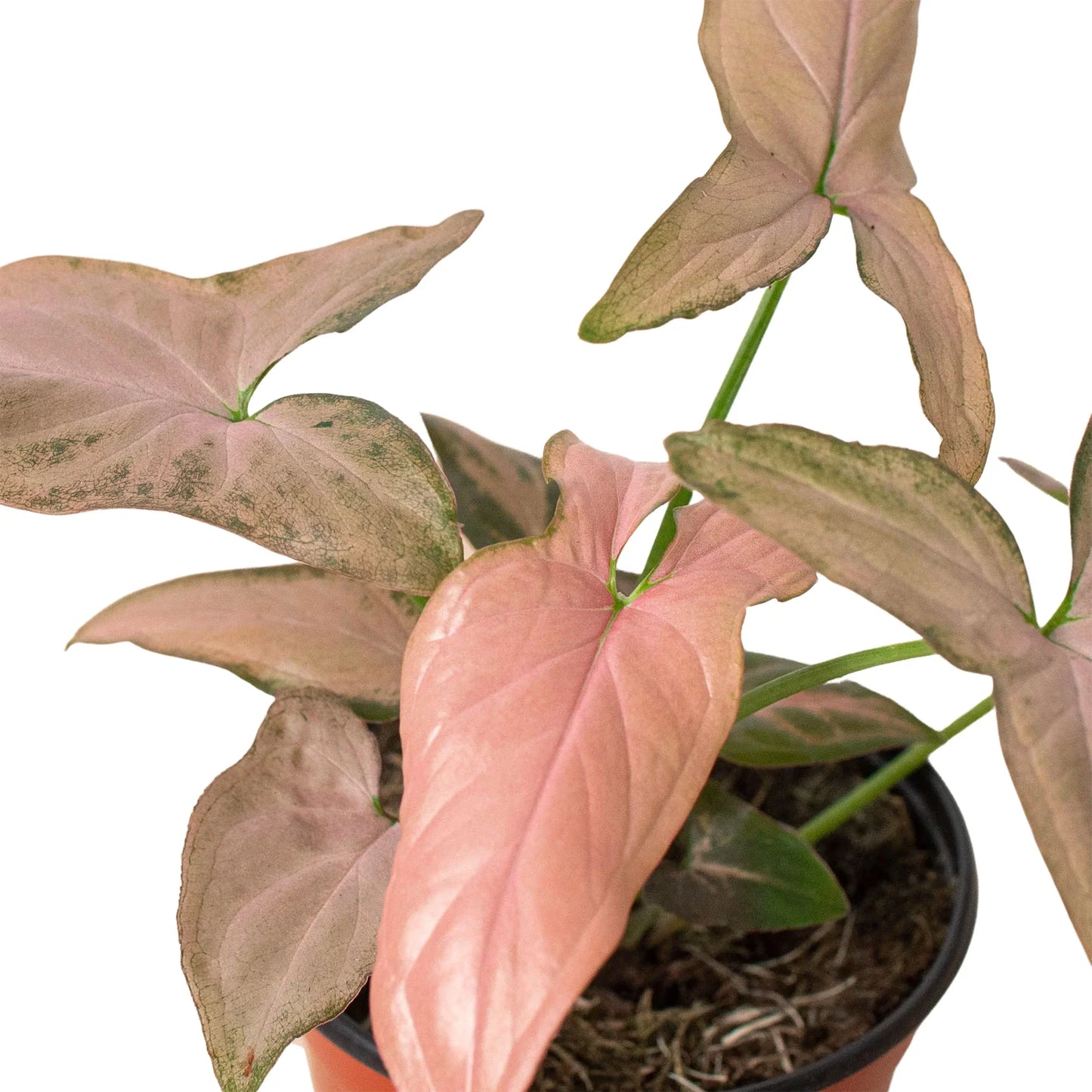 Pink Splash Syngonium