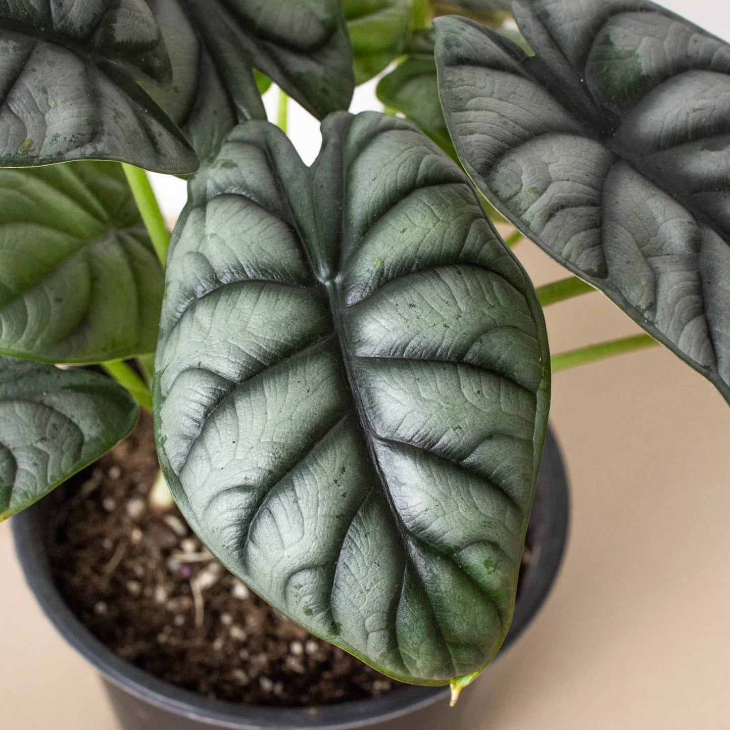 Silver Dragon Alocasia