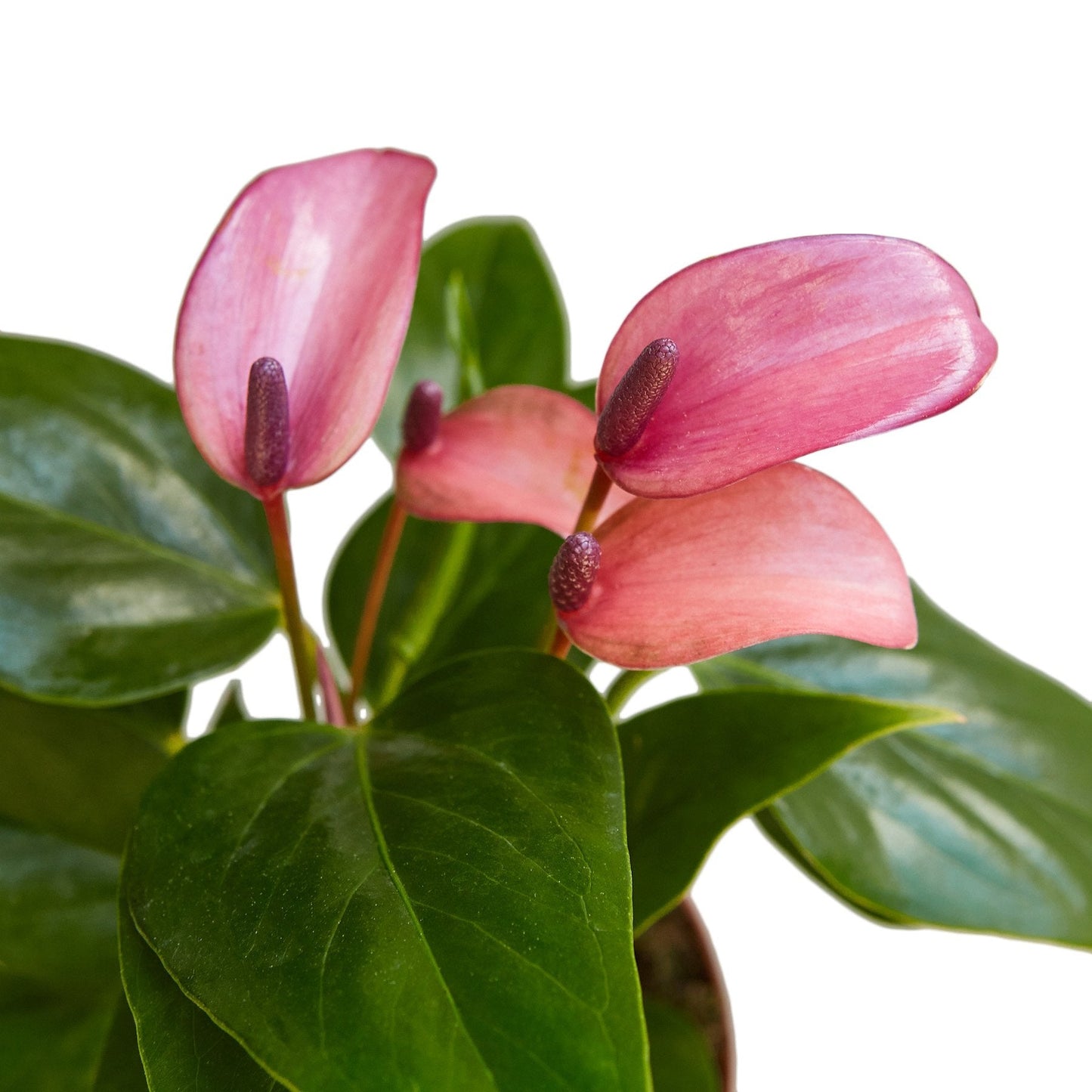 Purple Anthurium