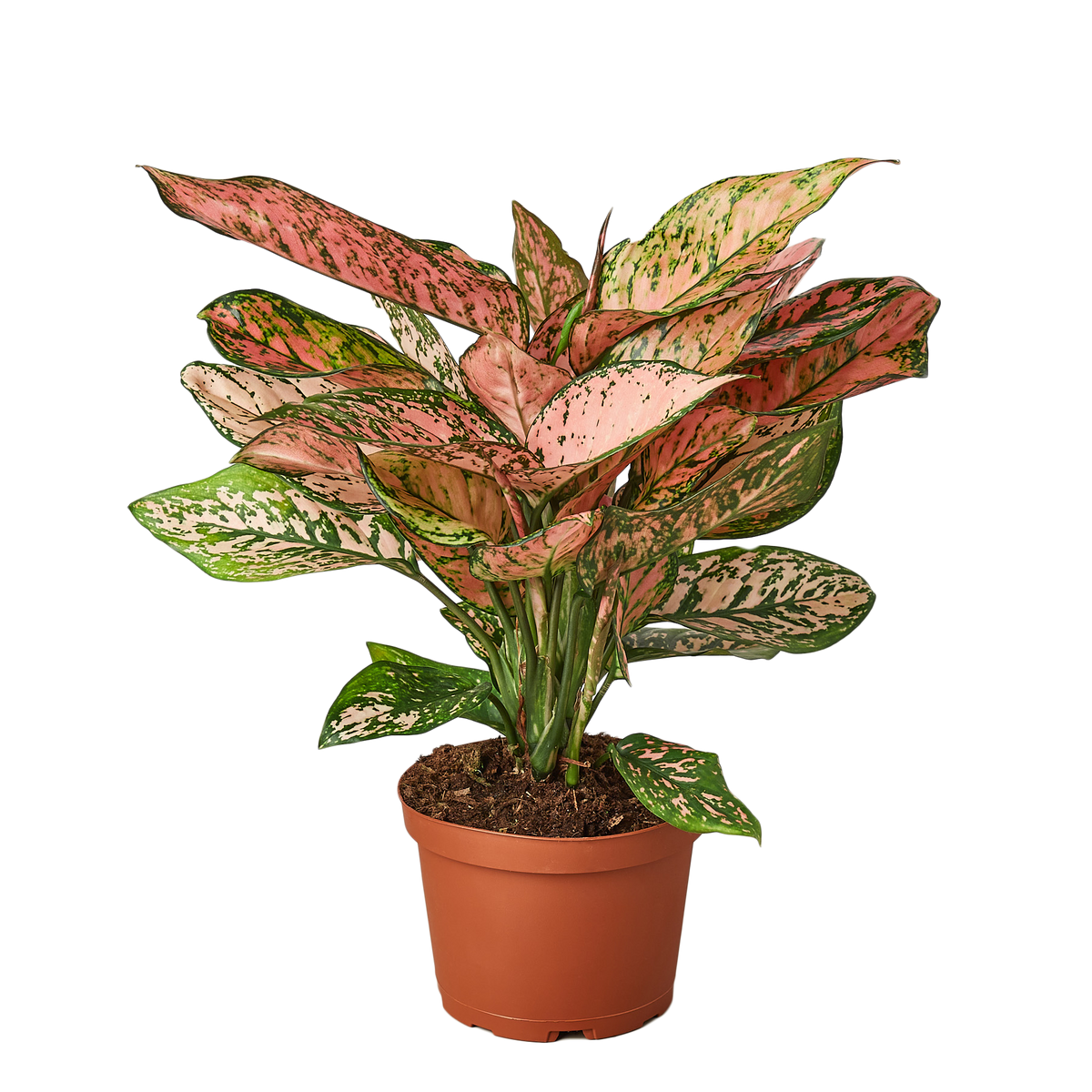Aglaonema