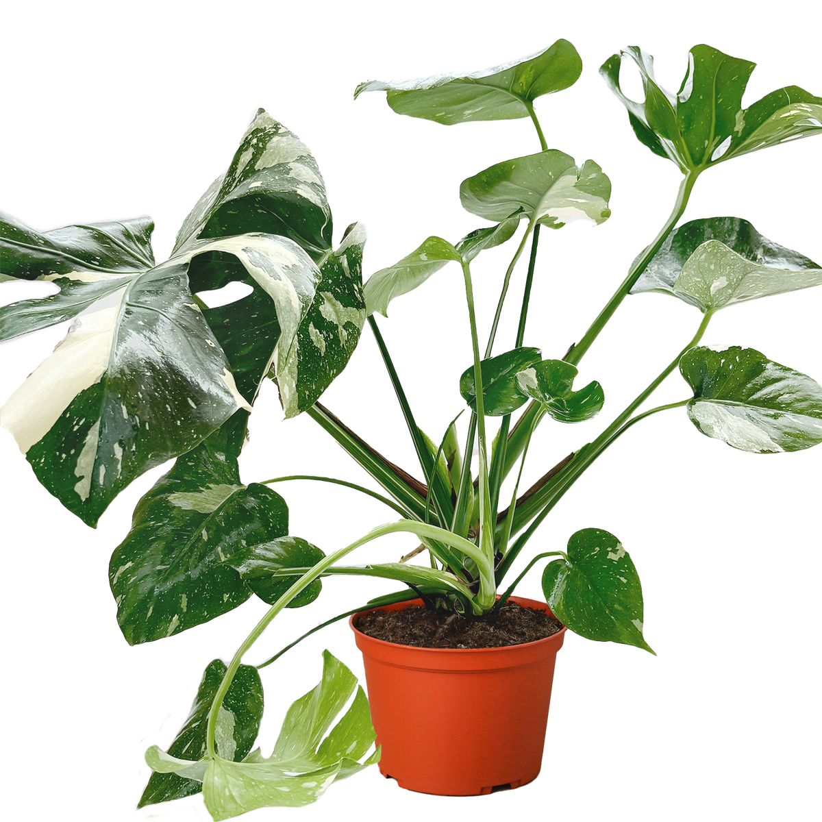 Monstera Deliciosa