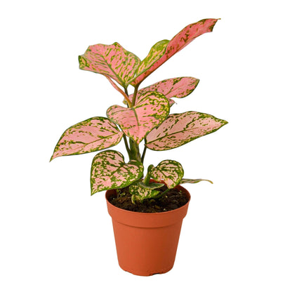 Lady Valentine Chinese Evergreen