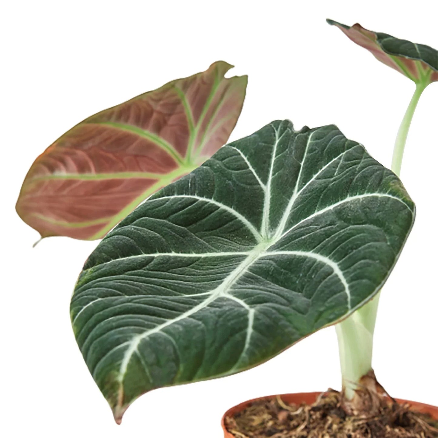 Black Velvet Alocasia Reginula