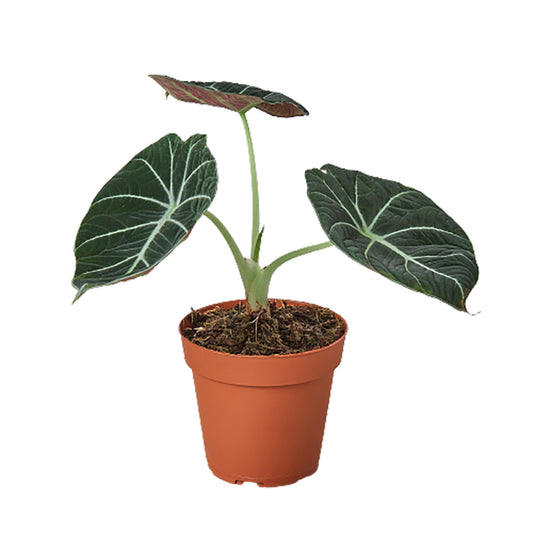 Black Velvet Alocasia Reginula