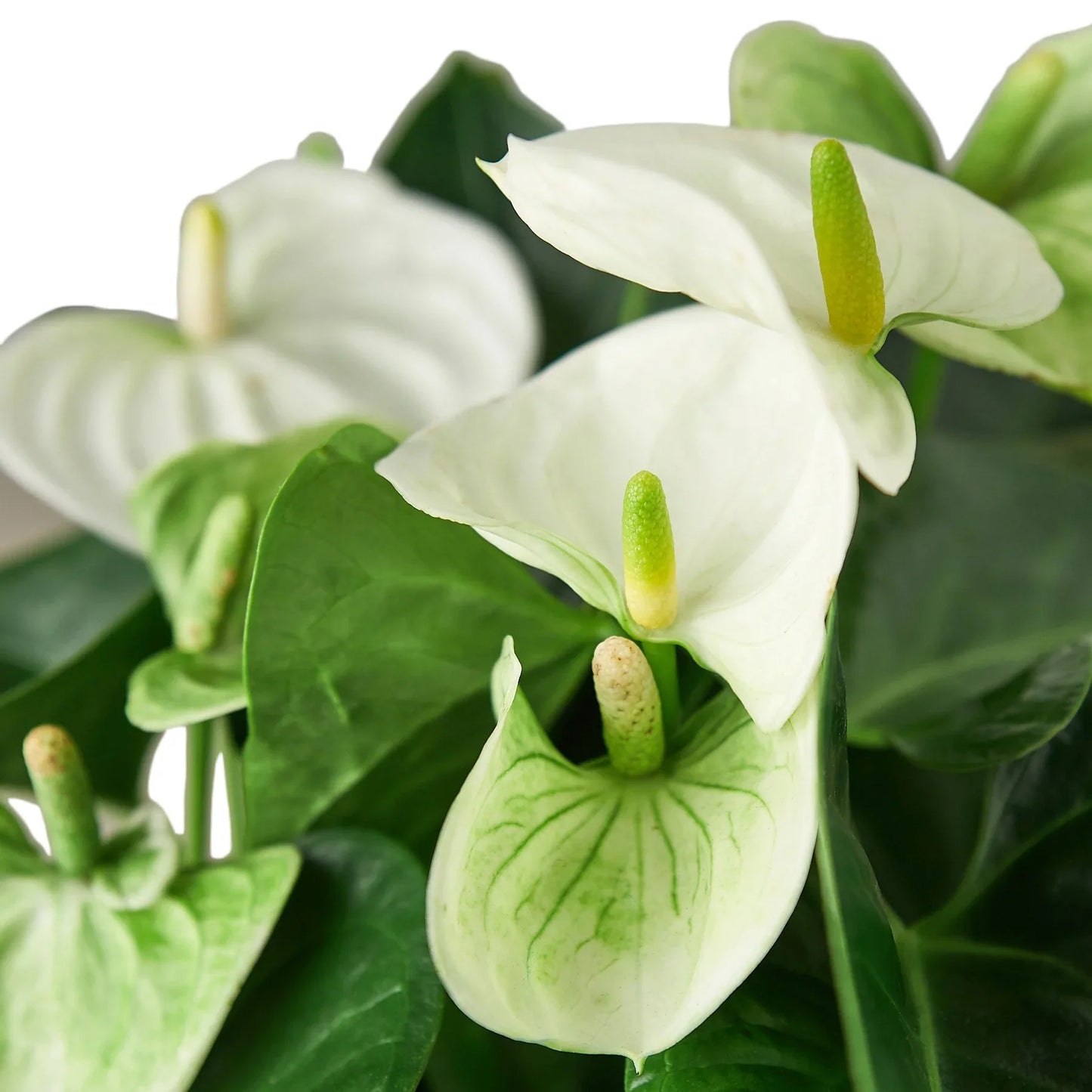 White Anthurium