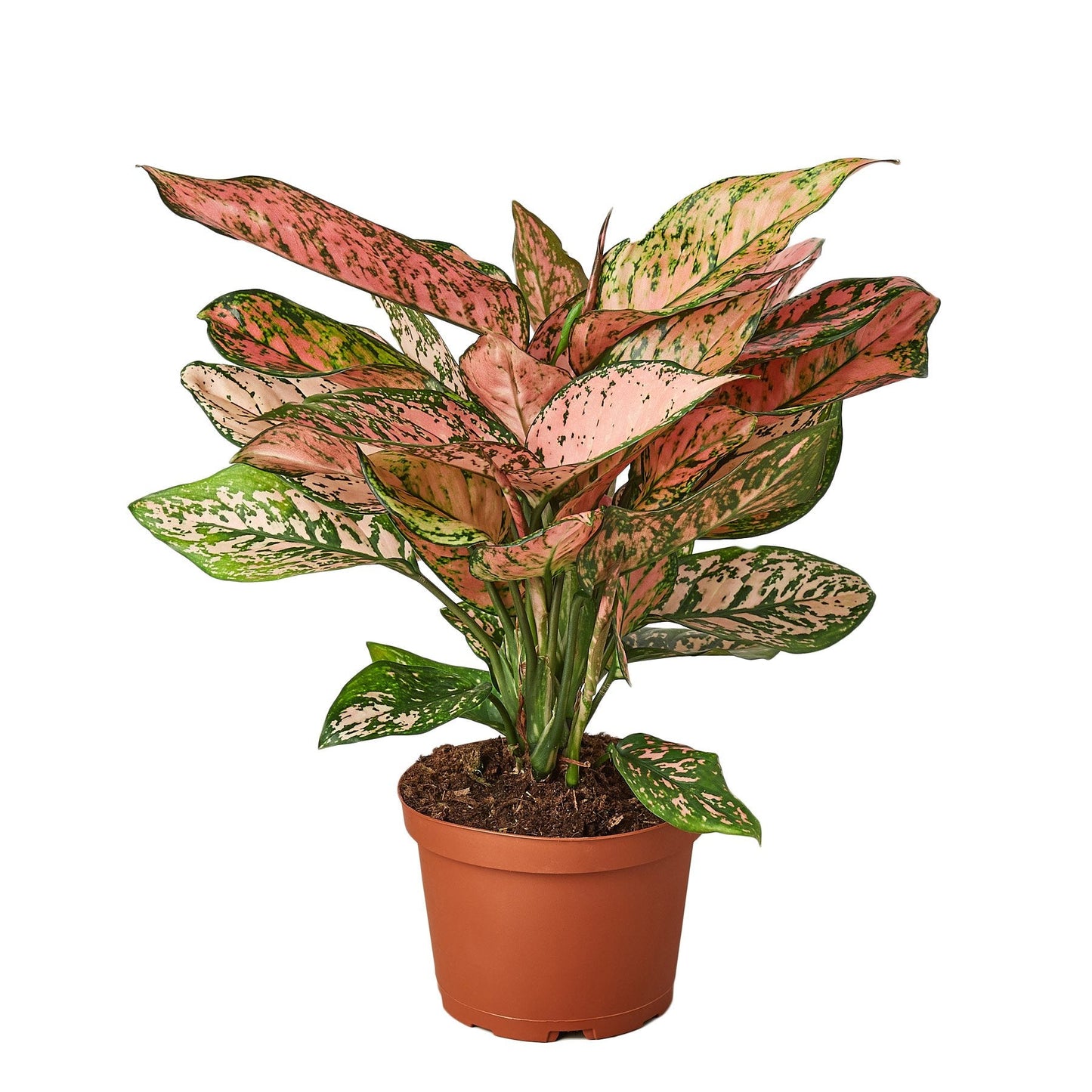 Lady Valentine Chinese Evergreen