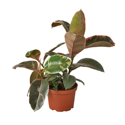 Ruby Pink Ficus Elastica
