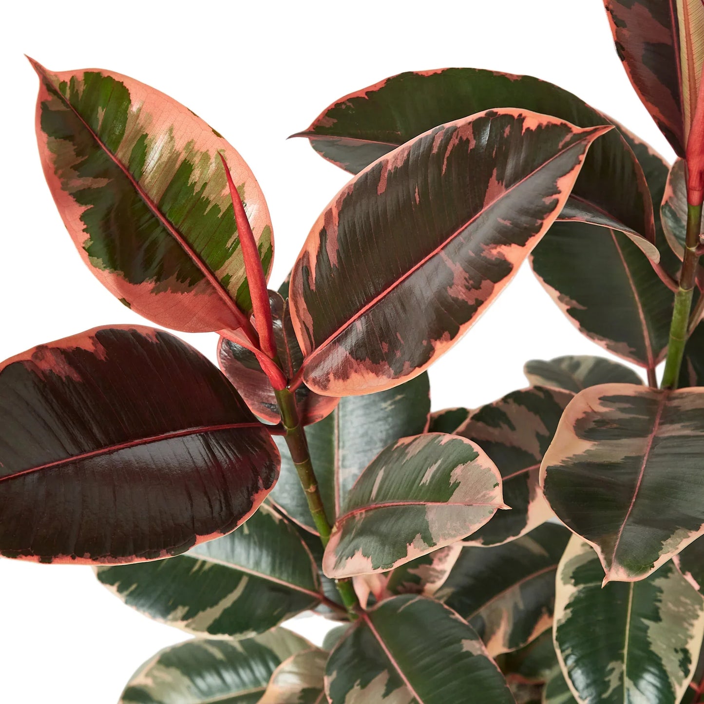 Ruby Pink Ficus Elastica