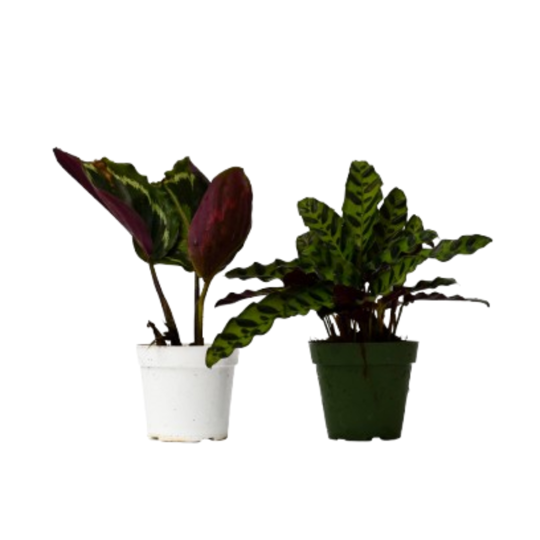 Calathea Plants Variety 2 Pack