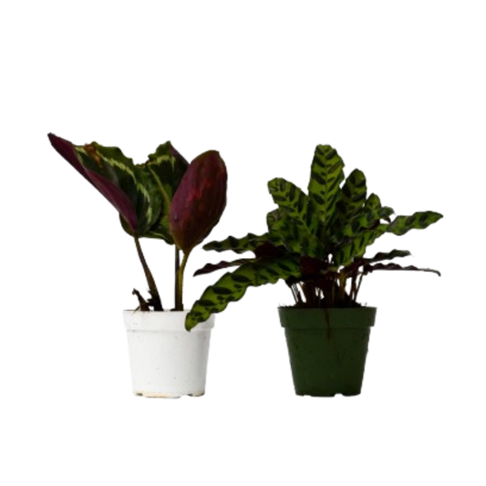 Calathea Plants Variety 2 Pack