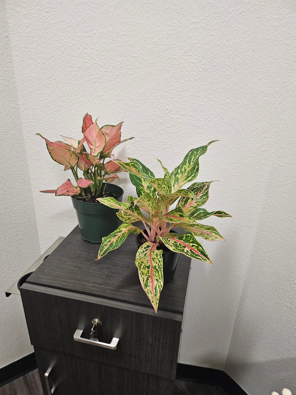 Lady Valentine Chinese Evergreen