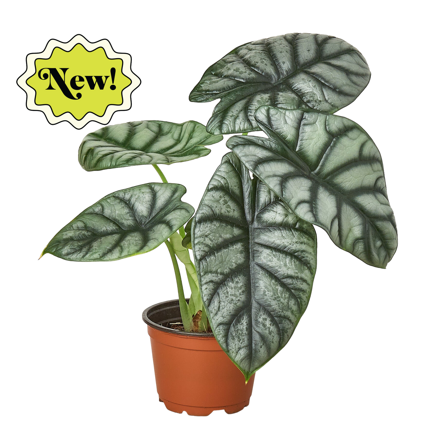 Silver Dragon Alocasia