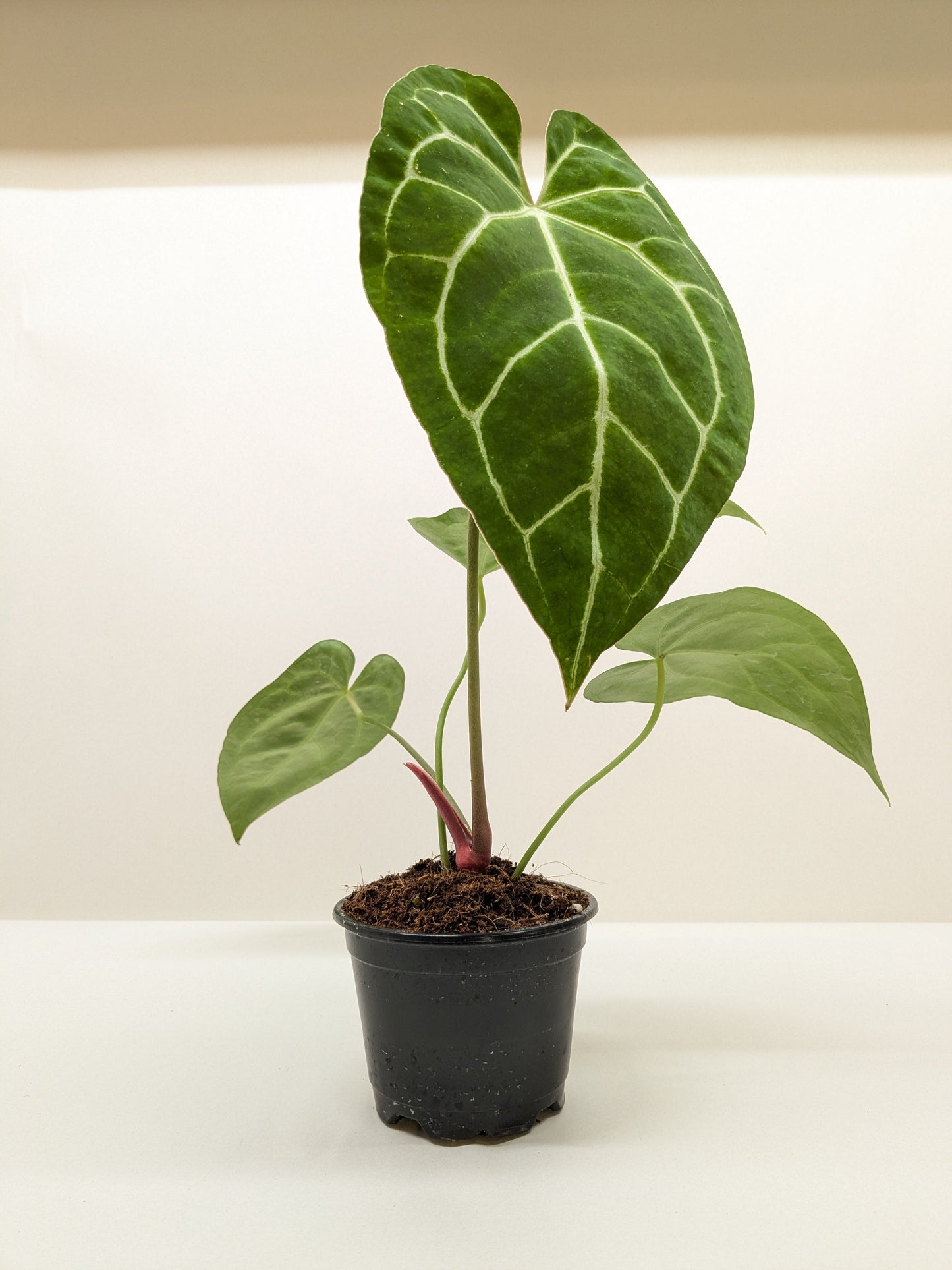 Crystallinum Anthurium