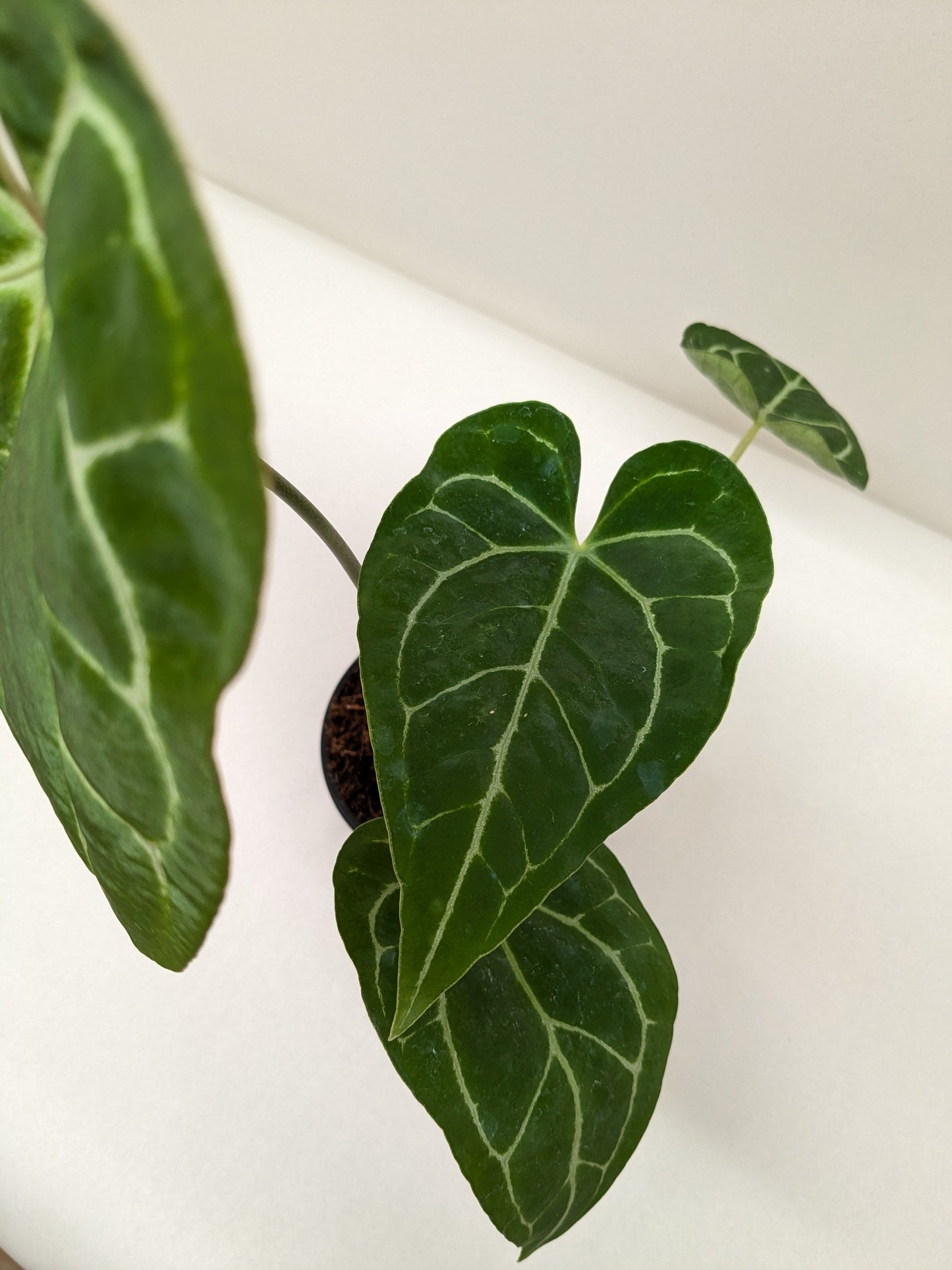 Crystallinum Anthurium