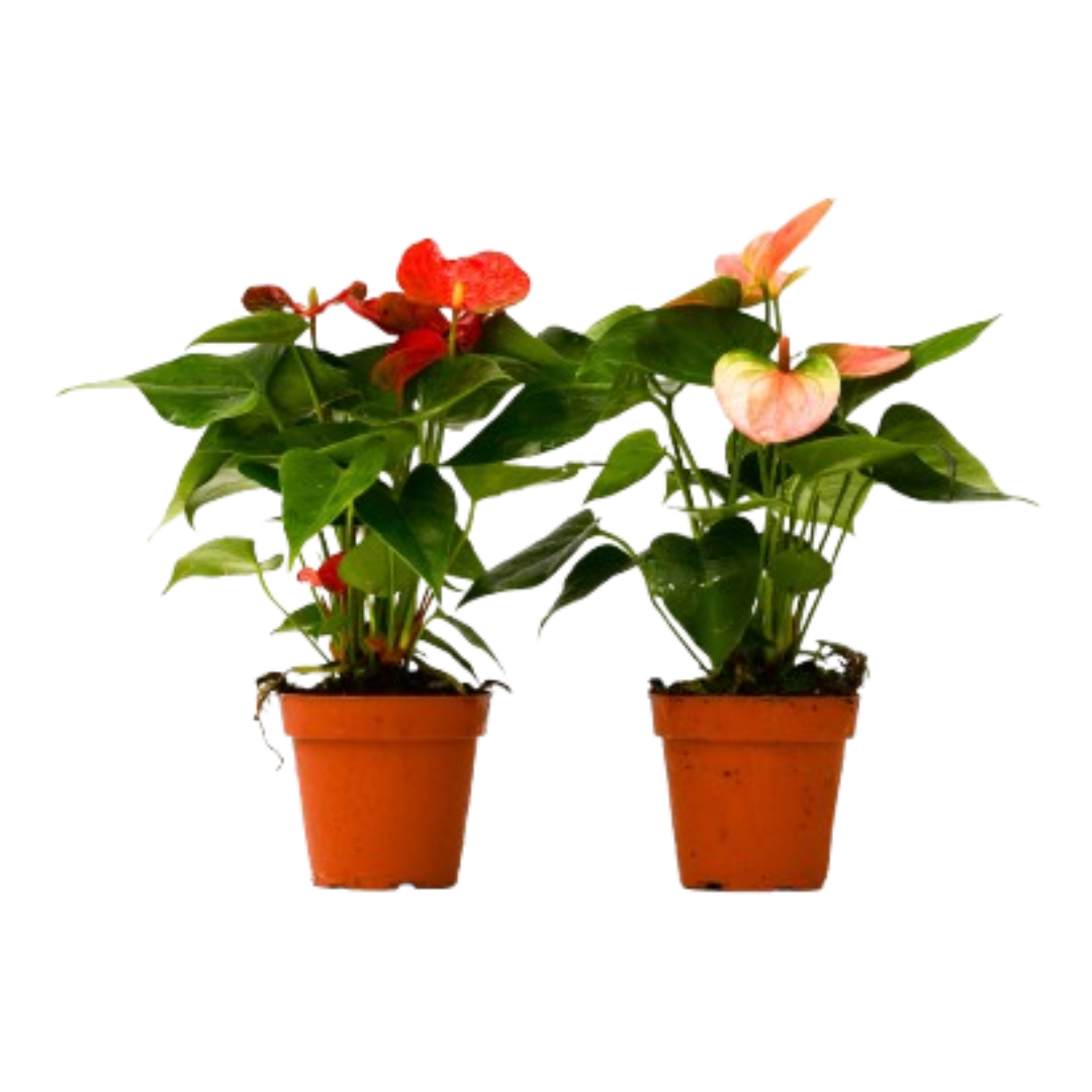 Anthurium Variety 2 Pack