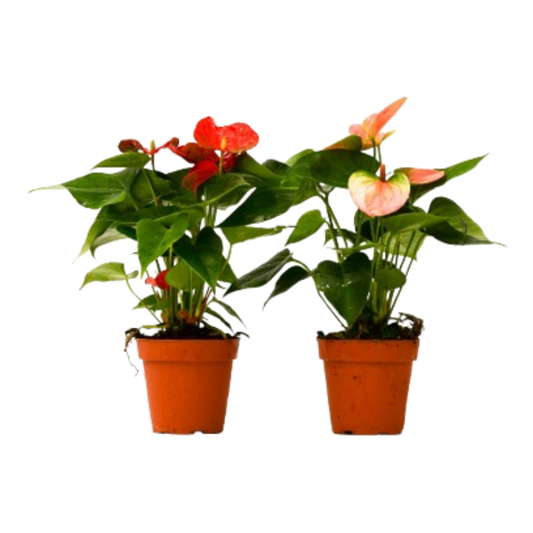 Anthurium Variety 2 Pack