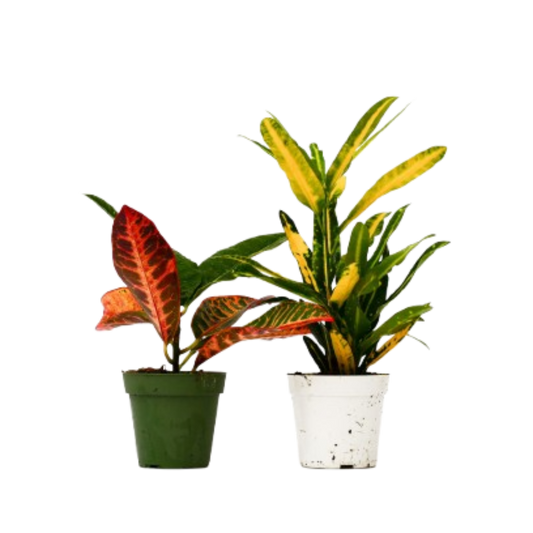 Croton Variety 2 Pack