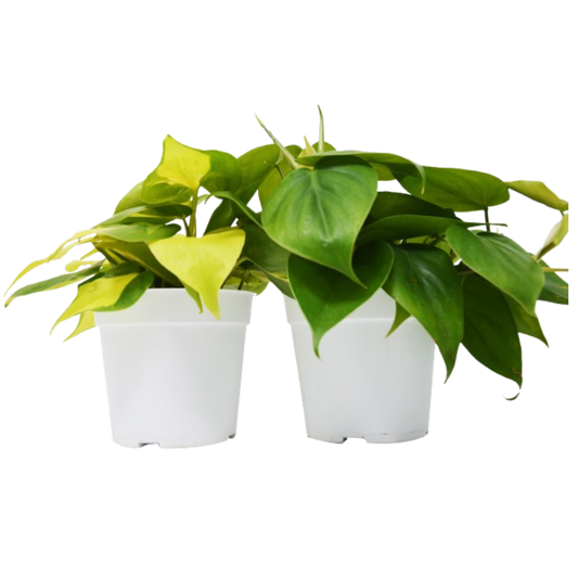 Philodendron Variety 2 Pack