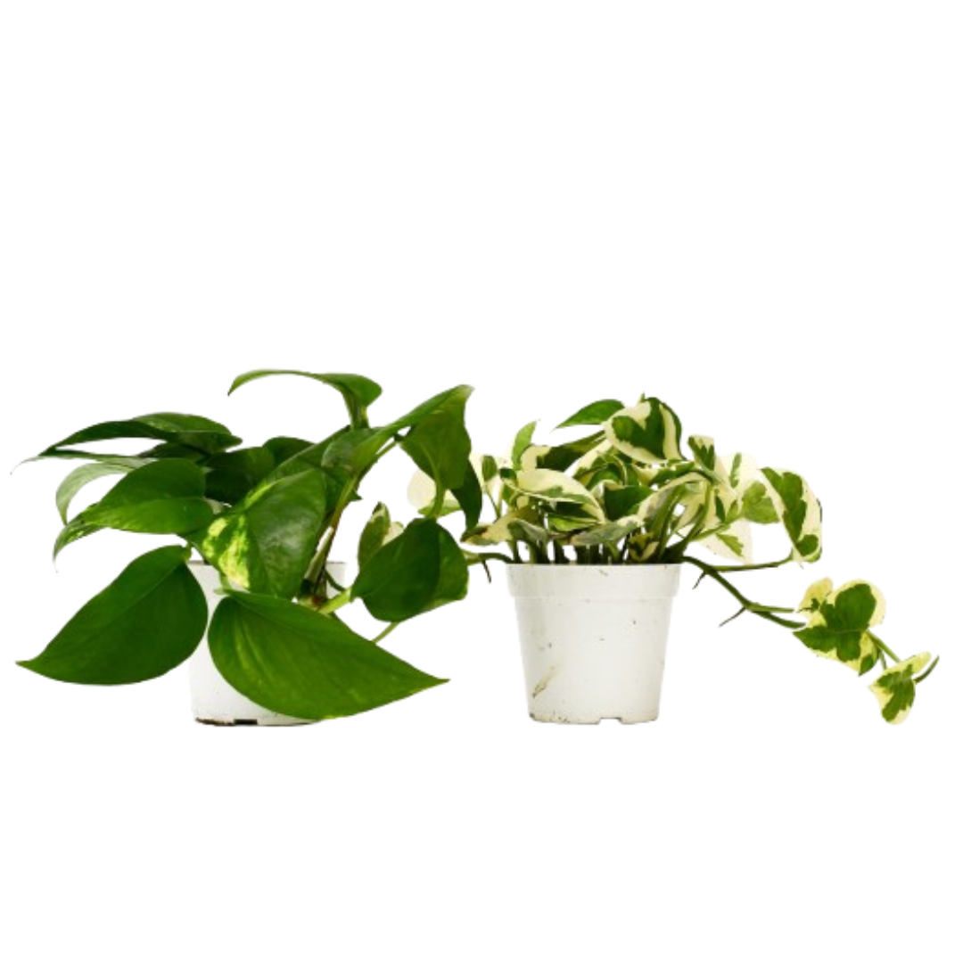 Pothos Variety 2 Pack