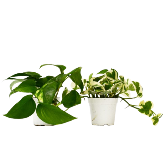 Pothos Variety 2 Pack