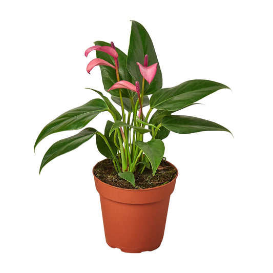 Purple Anthurium