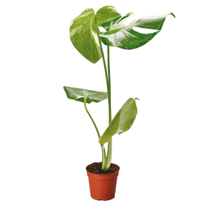 Thai Constellation Monstera