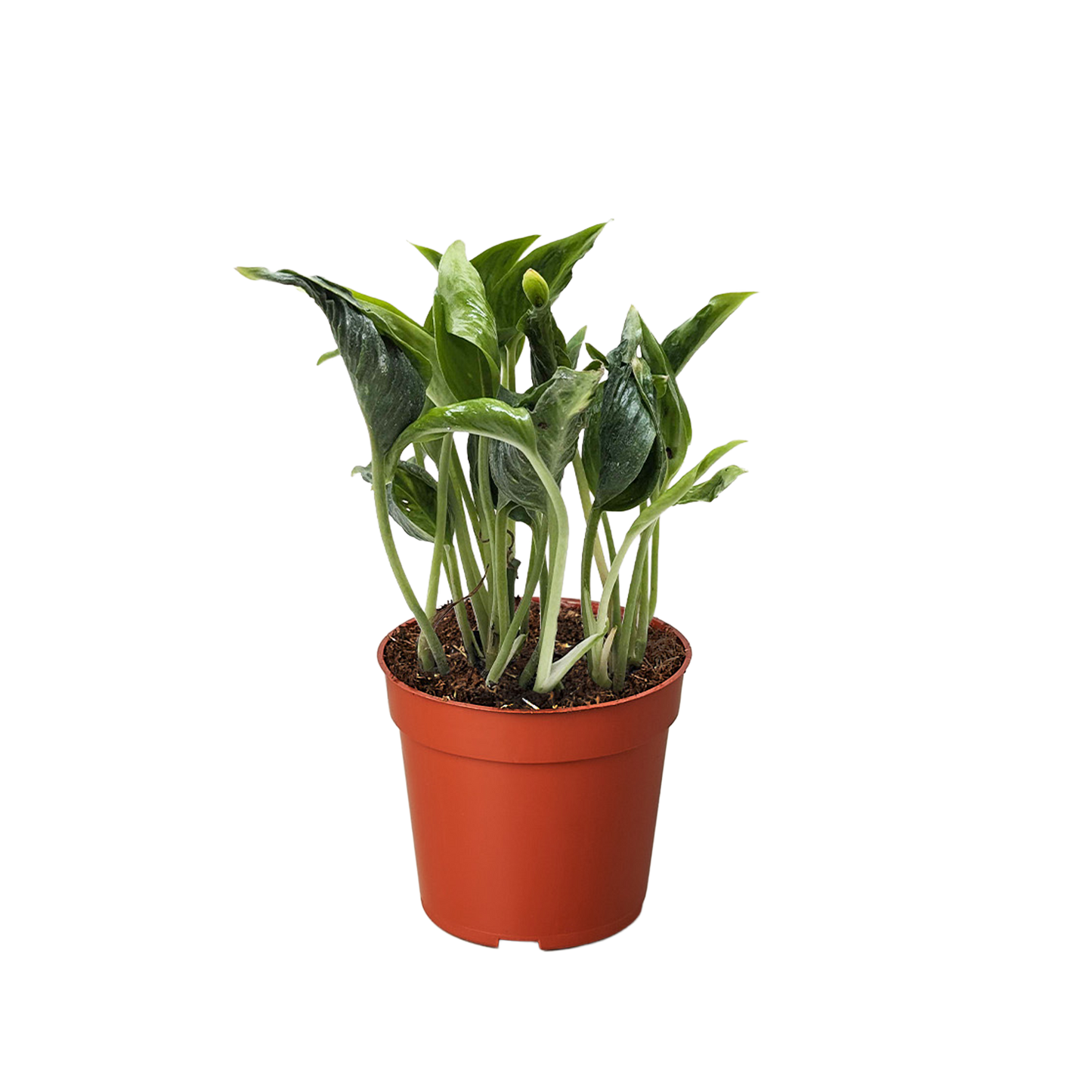 Shangri La Pothos