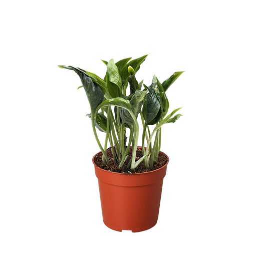 Shangri La Pothos