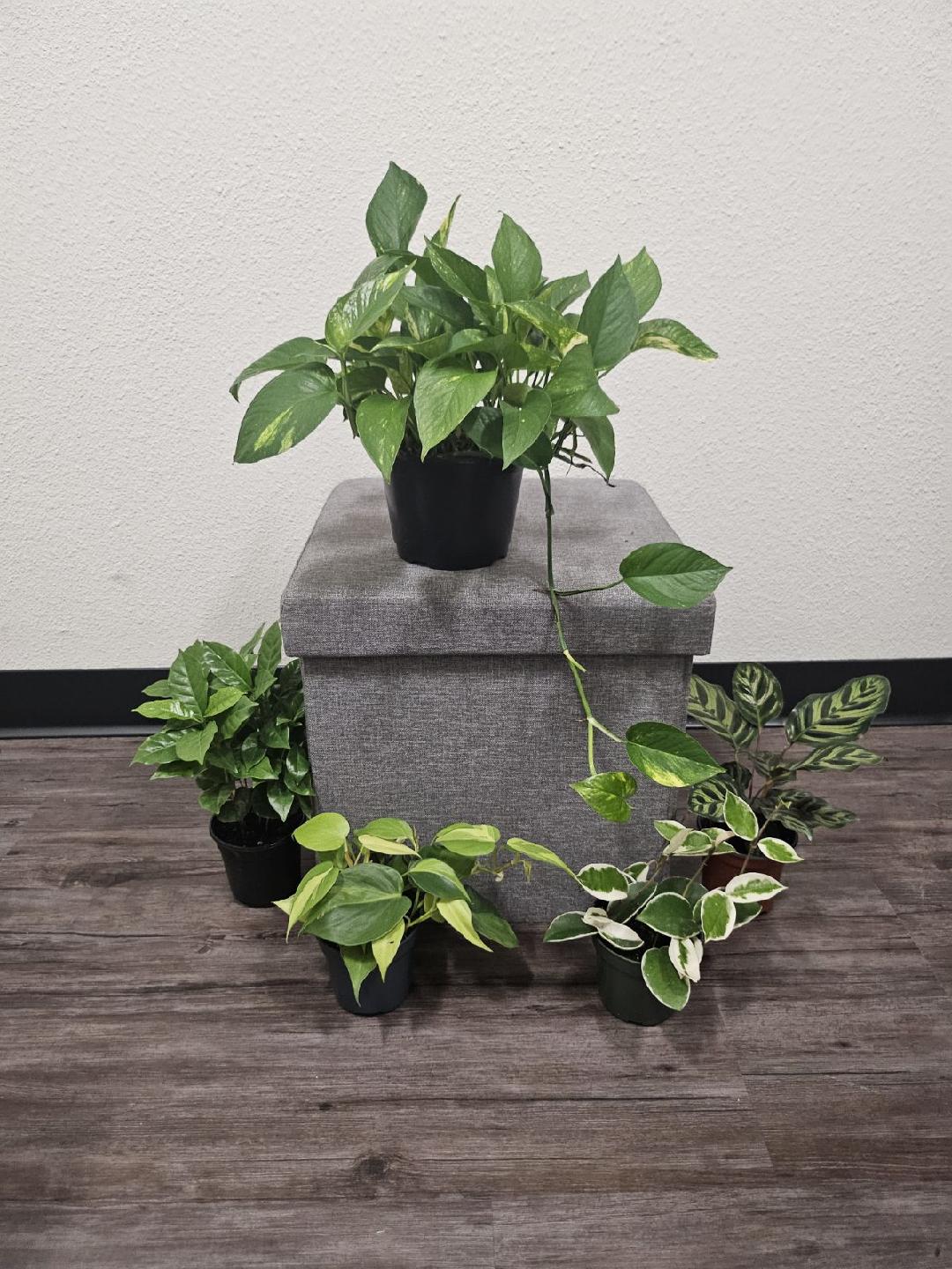 Brasil Philodendron