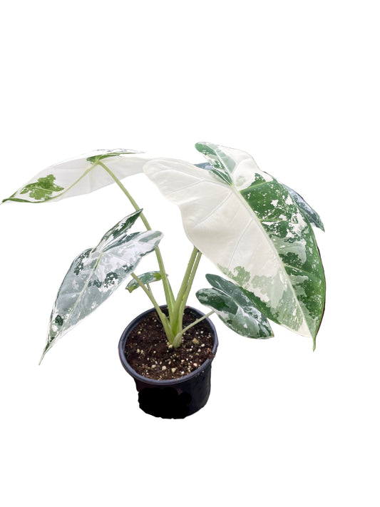 Person holding a potted plant in a greenhouse setting