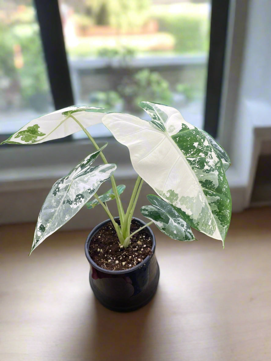 Frydek Alocasia Variegated