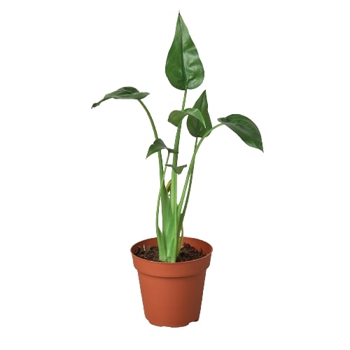Tiny Dancer Alocasia