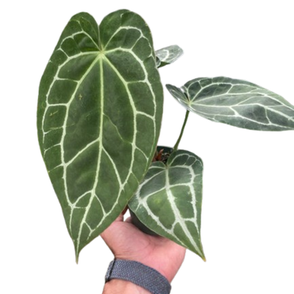 Crystallinum Anthurium