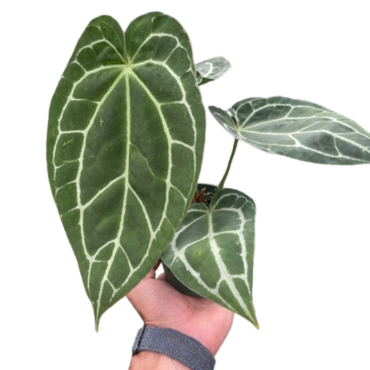 Crystallinum Anthurium
