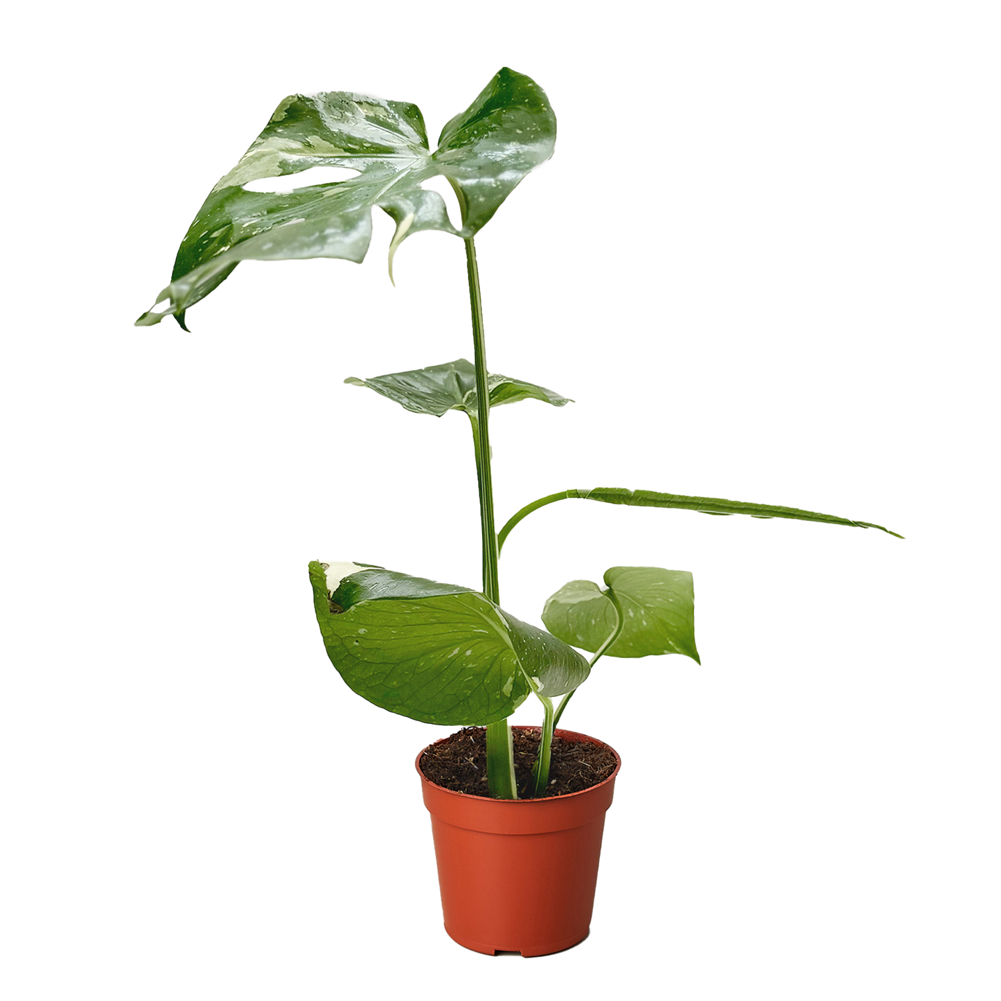 Thai Constellation Monstera