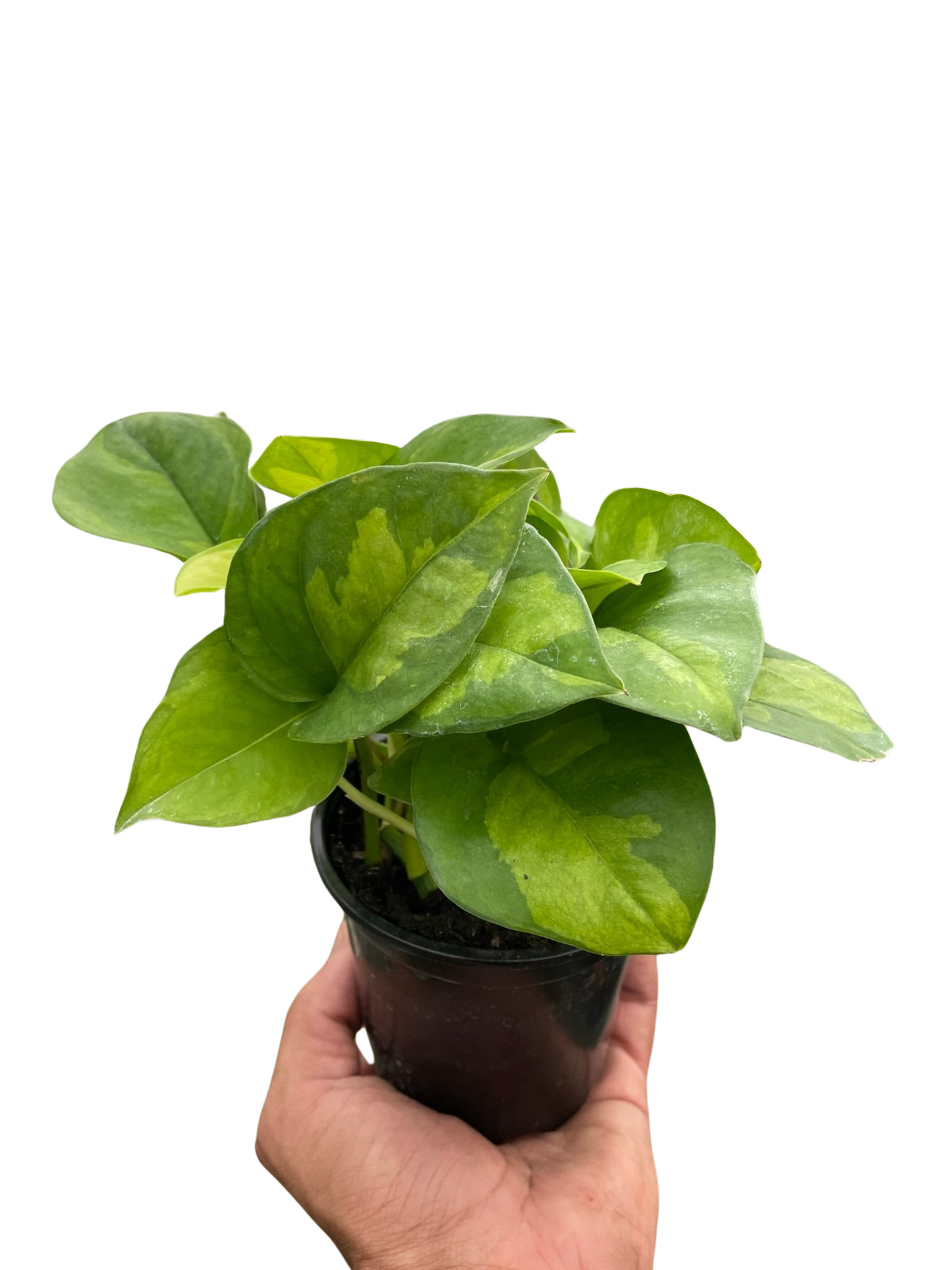Global Green Pothos