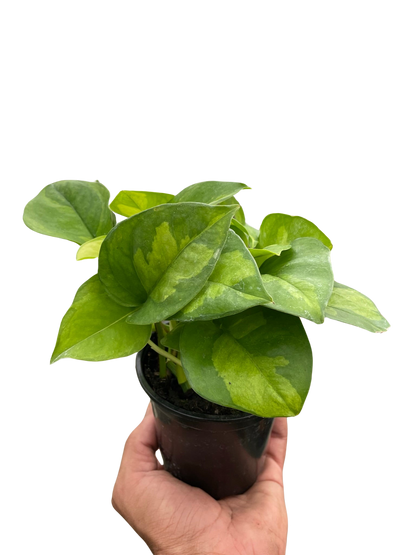 Global Green Pothos