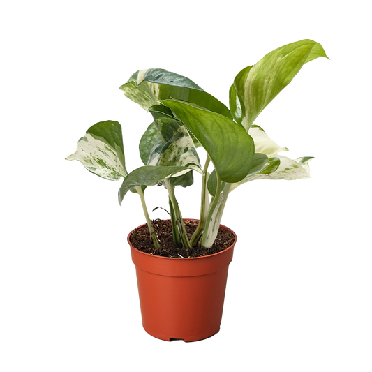 Manjula Pothos