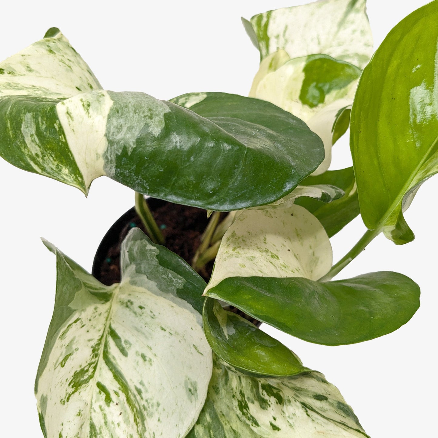 Manjula Pothos