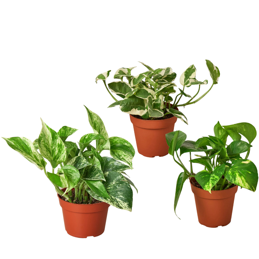Pothos Variety 3 Pack