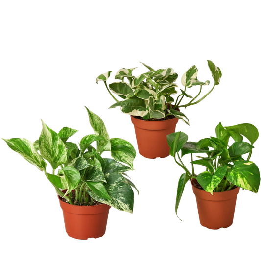 Pothos Variety 3 Pack
