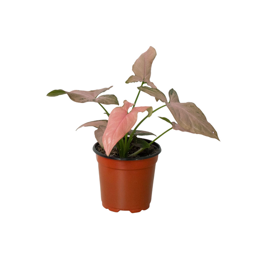 Pink Splash Syngonium