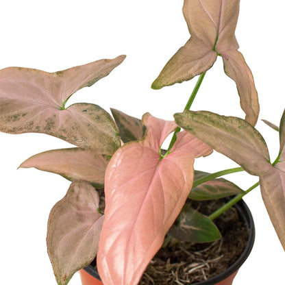Pink Splash Syngonium