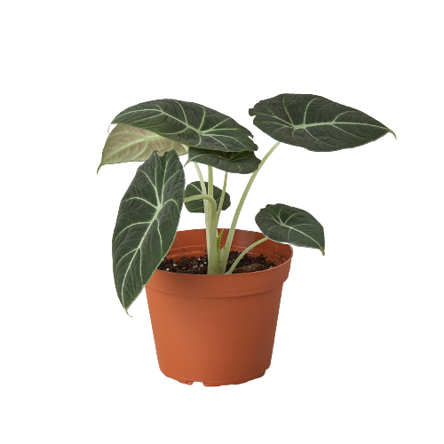 Black Velvet Alocasia Reginula