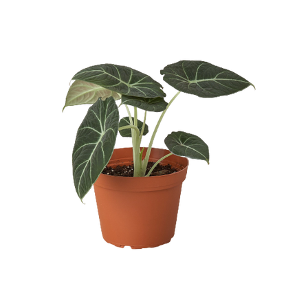 Black Velvet Alocasia Reginula
