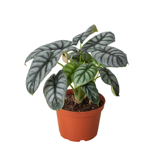 Silver Dragon Alocasia