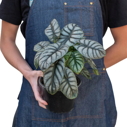 Silver Dragon Alocasia